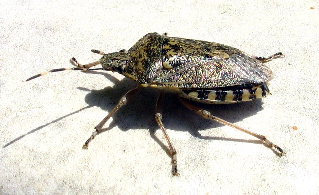 Rhaphigaster nebulosa (Heteroptera, Pentatomidae)